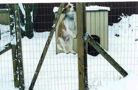 Beagle Max  billede 8