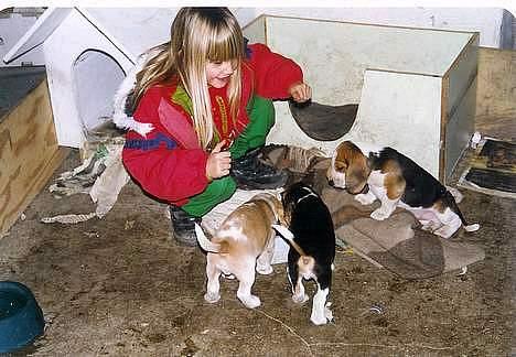 Beagle Max  billede 9