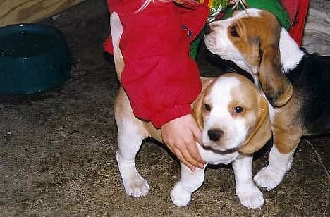 Beagle Max  billede 10