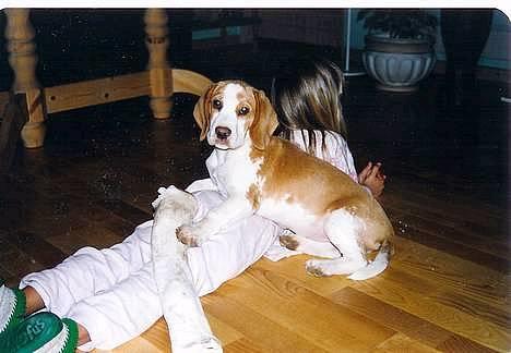 Beagle Max  billede 11