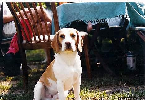 Beagle Max  billede 12