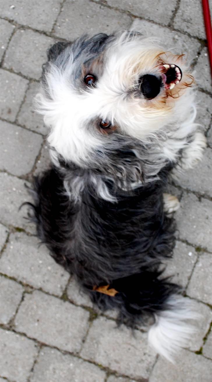 Bearded collie Nala R.I.P min kære - Hej og hjertelig velkommen til min profil billede 1