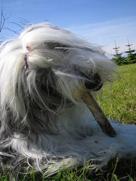 Bearded collie Nala R.I.P min kære - "mmh... gnave, gnave, gnave"!! billede 2