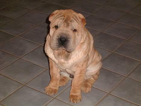 Shar pei Ozzy - Er jeg ikke bare dejlig?? billede 1