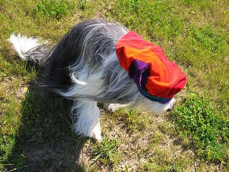Bearded collie Nala R.I.P min kære - eejjj, altså grim hat.. ! billede 3