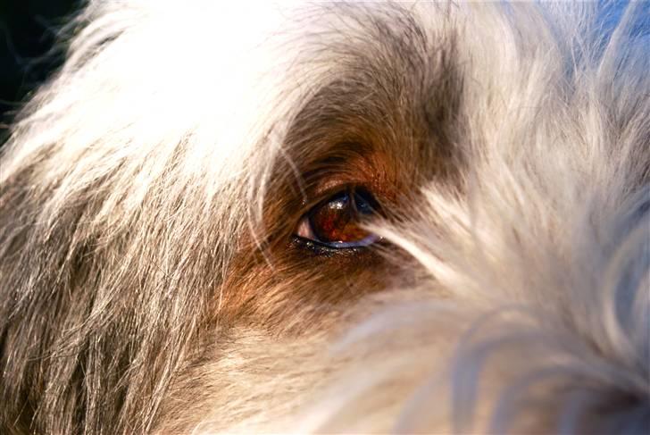Bearded collie Nala R.I.P min kære billede 4