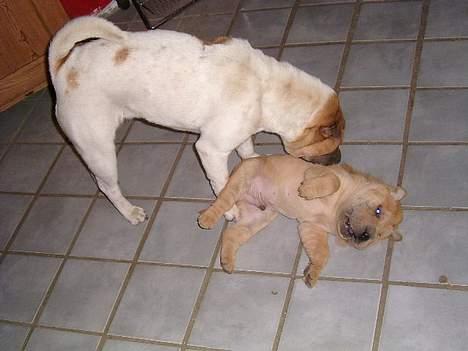 Shar pei Ozzy - Papmor synes lige jeg skal vaskes. billede 2