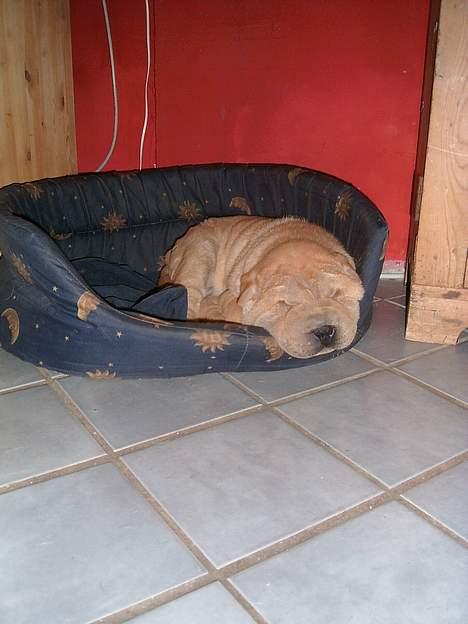 Shar pei Ozzy - ZZZzzzzZZZZzzzz billede 3