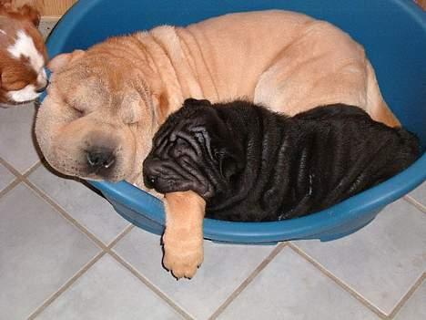 Shar pei Ozzy - Putter lige lidt med "lillesøster" billede 4