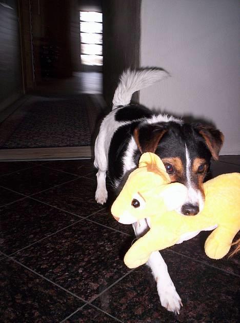 Blanding af racer  * Bosse R.I.P. - bosse og hans "kæreste" simba.... bosse går kun efter hoved og røv billede 17