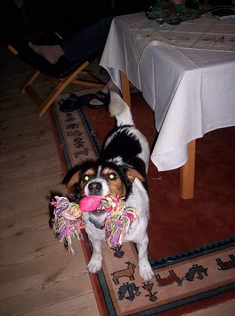 Blanding af racer  * Bosse R.I.P. billede 18