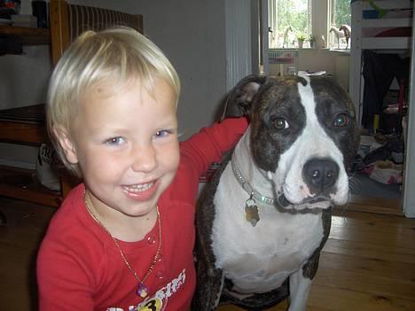 Amerikansk staffordshire terrier amiga 25-11-04 - amiga og Gry. gry er jons datter på 4 år. *nyt 20-09-06* billede 13
