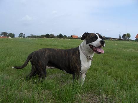 Amerikansk staffordshire terrier amiga 25-11-04 - amiga så stolt hun her *nyt 20-09-06* billede 14