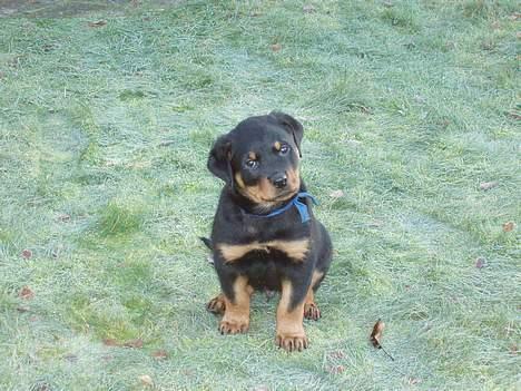 Rottweiler rex - 8 uger gammel billede 1