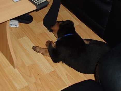 Rottweiler rex - 8 uger gammel billede 2