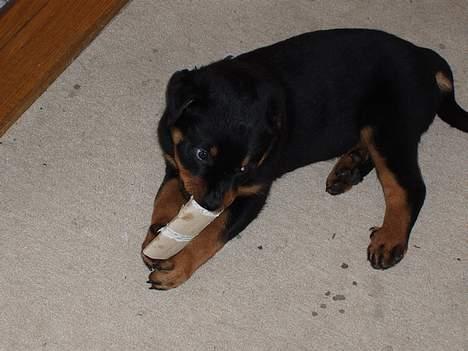 Rottweiler rex - 8 uger gammel billede 3