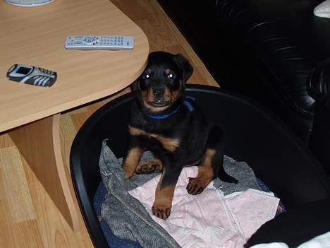 Rottweiler rex - 8 uger gammel billede 4