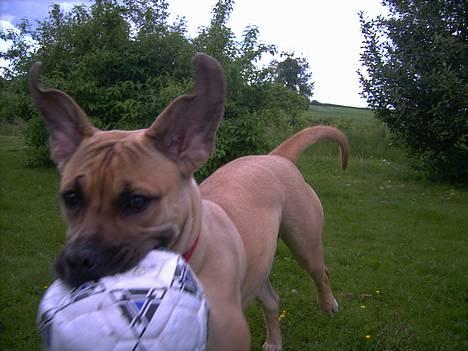 Boerboel Mischa - glemte vist at stoppe igen billede 8