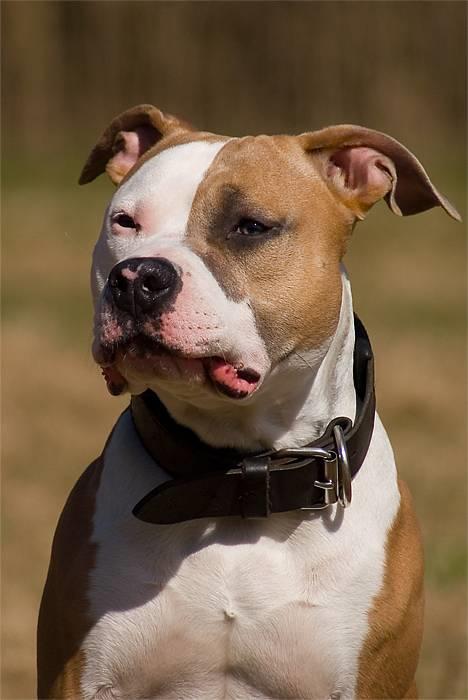 Amerikansk staffordshire terrier Anton - *Nyt* Tosafoto April 2006 billede 3