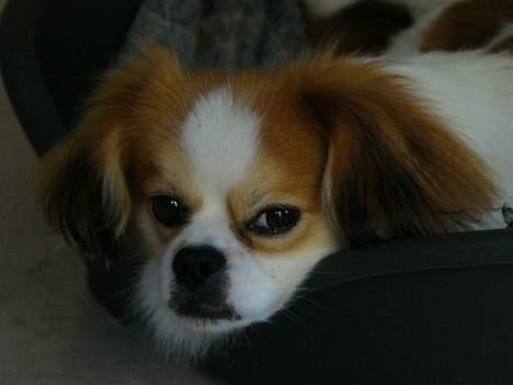 Blanding af racer Pepsi - Ta´r sig lige en slapper i kurven... billede 14