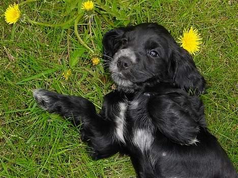 Cocker spaniel Bea - Bea 8 uger billede 15