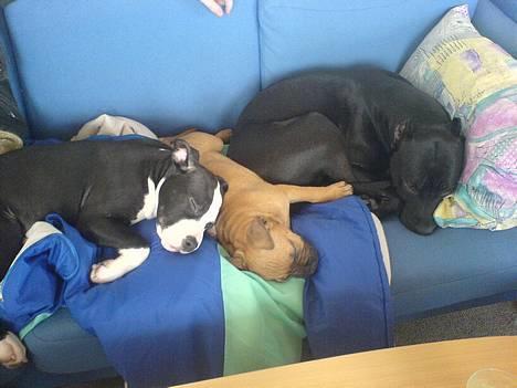 Amerikansk staffordshire terrier nala R.I.P - vi vil lige sove ligt billede 19