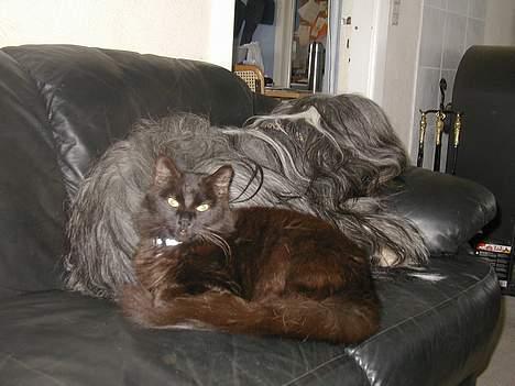 Bearded collie Jason billede 11