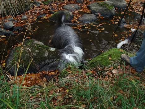 Bearded collie Jason billede 14