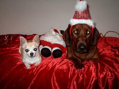 Blanding af racer lunte *død* billede 6