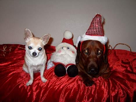 Blanding af racer lunte *død* billede 7