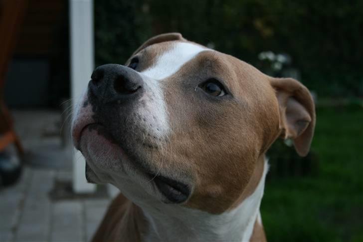 Amerikansk staffordshire terrier Cosmo (Du er savnet) - Hvad vil du??!!  *NYT* billede 1