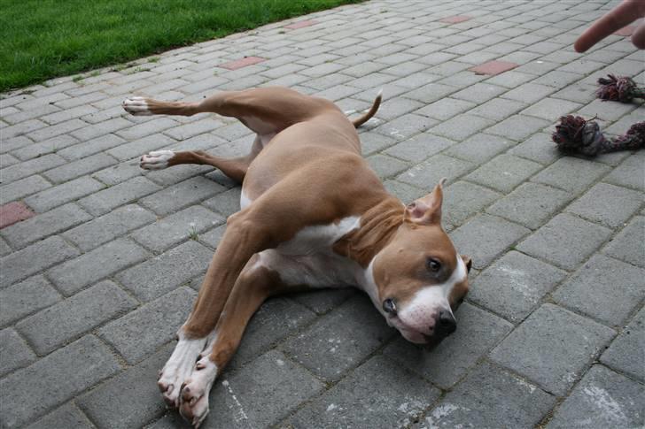 Amerikansk staffordshire terrier Cosmo (Du er savnet) - Ja død kan jeg også spille... *NYT* billede 2