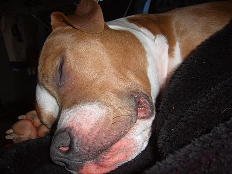 Amerikansk staffordshire terrier Cosmo (Du er savnet) - Får lige en god lur!!! billede 3