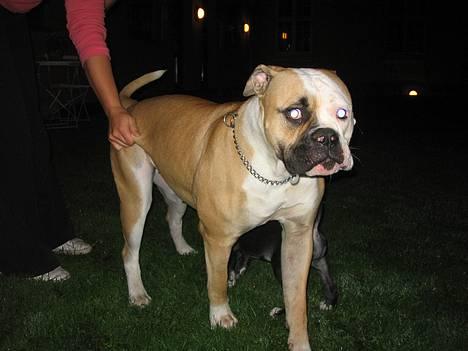 Amerikansk bulldog Østergaard's Chanti +Død  - *NYT* D. 16/9 Alien hunden :o) billede 9