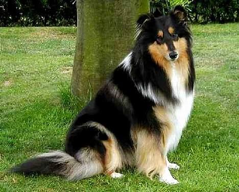 Collie langhåret Dixi billede 2