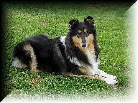 Collie langhåret Dixi billede 3