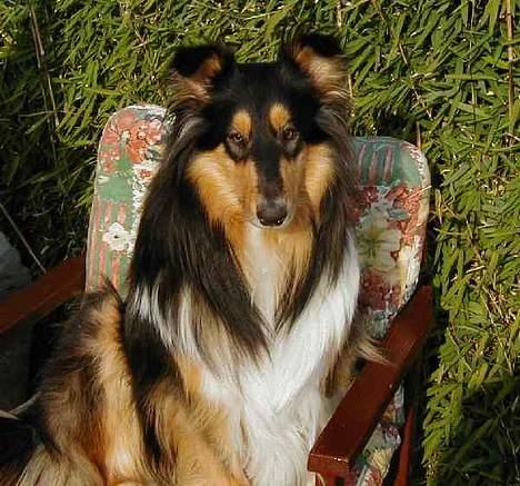 Collie langhåret Dixi billede 4