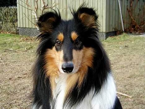 Collie langhåret Dixi billede 5