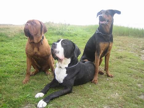 Cane corso Nero billede 7