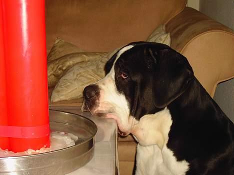 Cane corso Nero billede 8