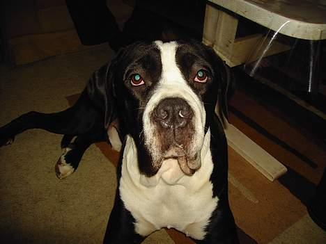 Cane corso Nero billede 9