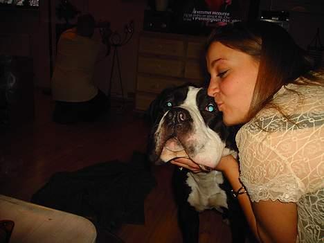 Cane corso Nero billede 10