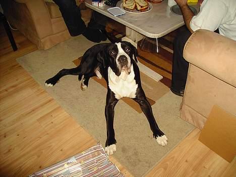 Cane corso Nero billede 11