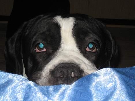 Cane corso Nero billede 12