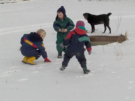 Blanding af racer Bølle - Bølle på kælketur... billede 3