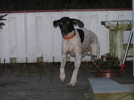 Korthåret hønsehund Skot - Kommer nu far mand billede 1