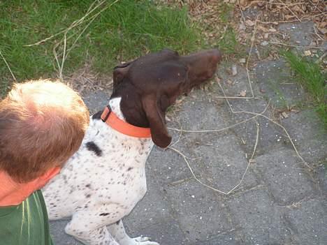 Korthåret hønsehund Skot - Tror du selv jeg gider se på dig..? billede 2