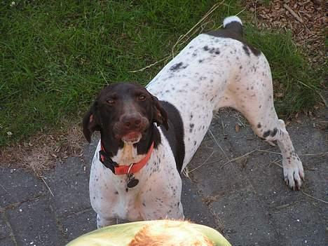 Korthåret hønsehund Skot - Ikke drille..! billede 3