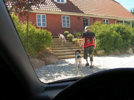 Korthåret hønsehund Skot - Far og søn..:D billede 4