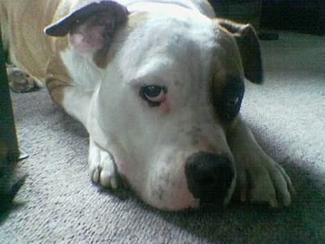 Amerikansk staffordshire terrier Spirit - Se, jeg er stadig uskyldig?! billede 4